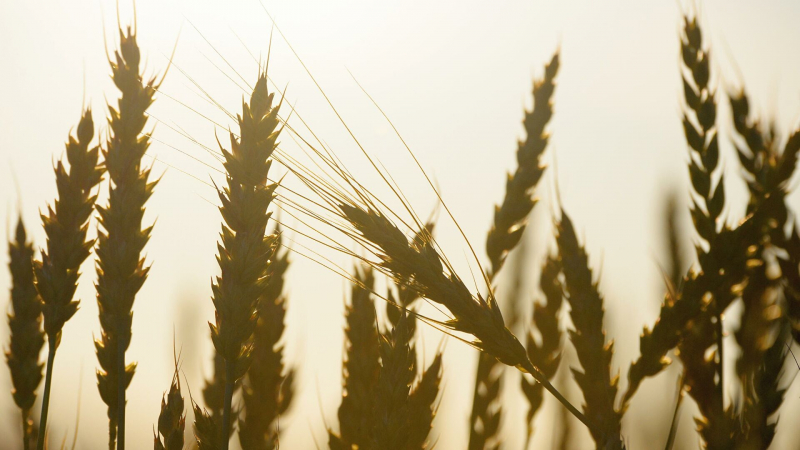 Экспортеры приостановили закупку российской пшеницы, сообщили СМИ