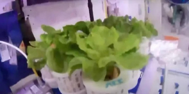 Їжа з орбіти. Китайські астронавти виростили салат і помідори на космічній станції Tiangong